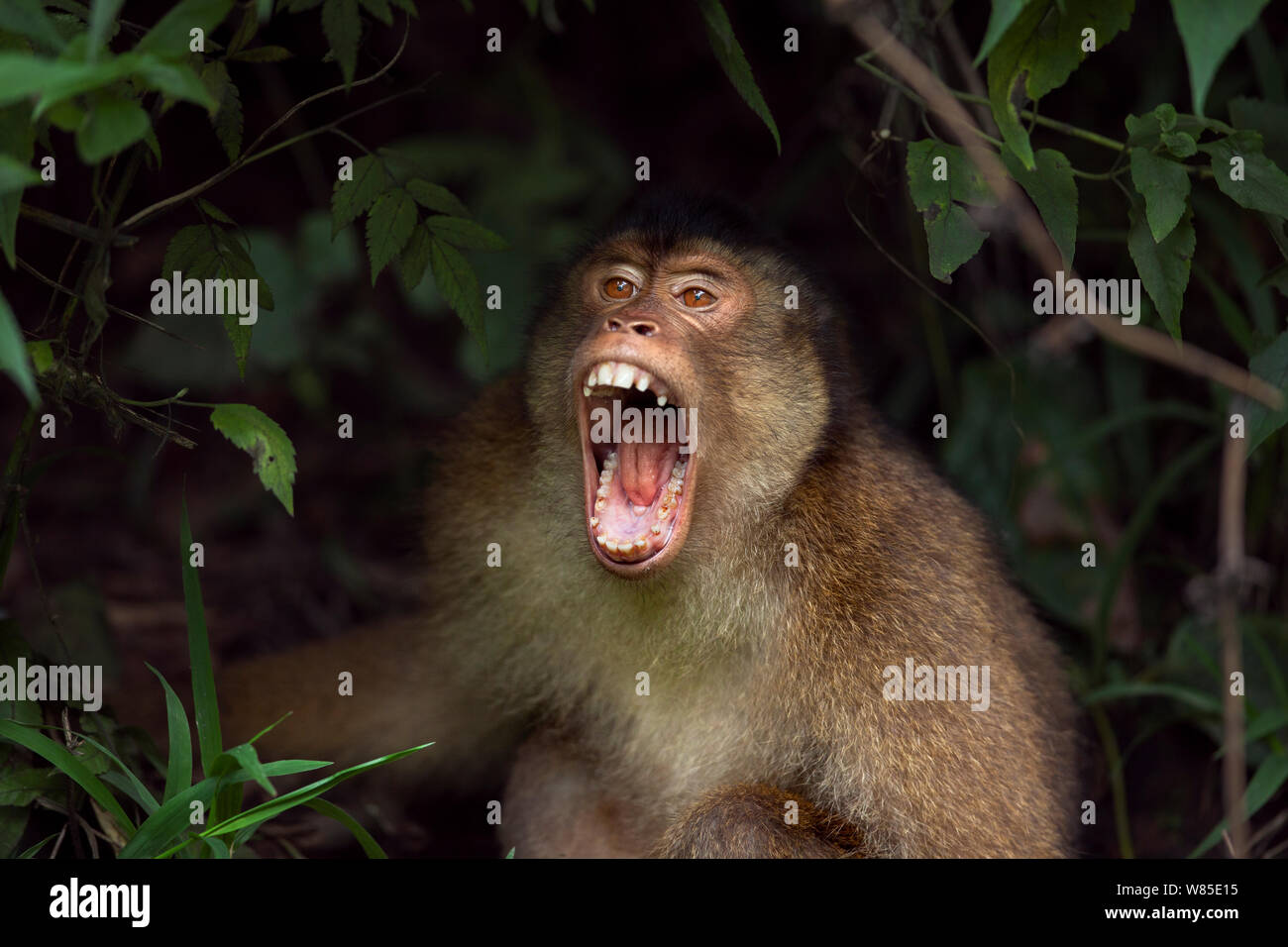 Southern or Sunda Pig-tailed macaque (Macaca nemestrina) young male yawning. Wild but used to being fed by local people. Gunung Leuser National Park, Sumatra, Indonesia. Stock Photo