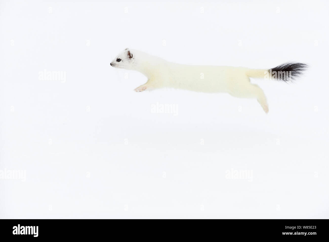 Stoat (Mustela erminea) in white winter coat, running. Vauldalen, Sor-Trondelag, Norway. May. Stock Photo