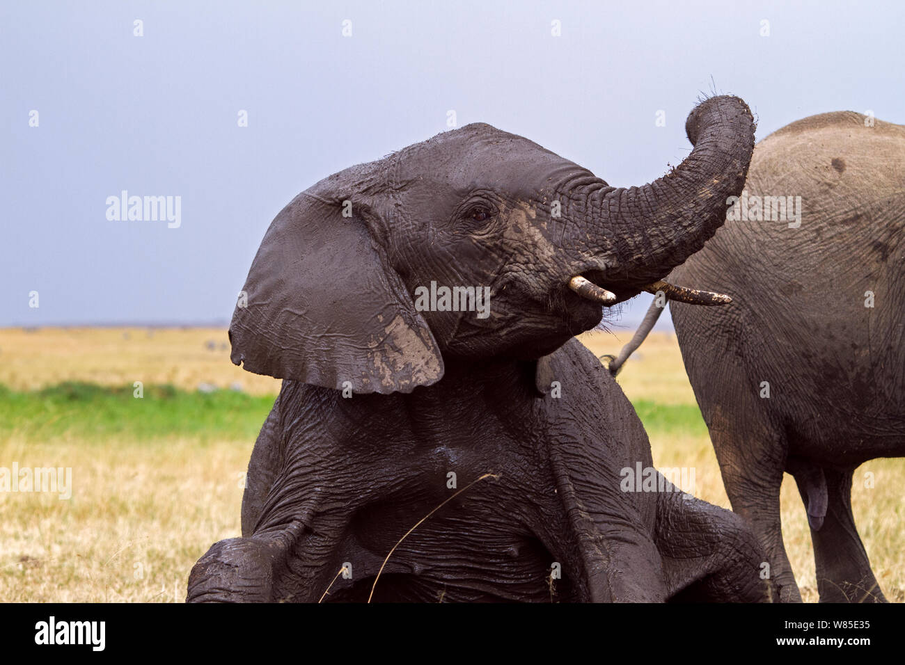African elephant (Loxodonta africana) juvenile covered in mud after wallowing. Maasai Mara National Reserve, Kenya. Feb 2012. Stock Photo