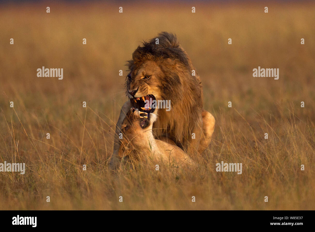 African lions mating (Panthera leo). Maasai Mara National Reserve, Kenya. Feb 2012. Stock Photo