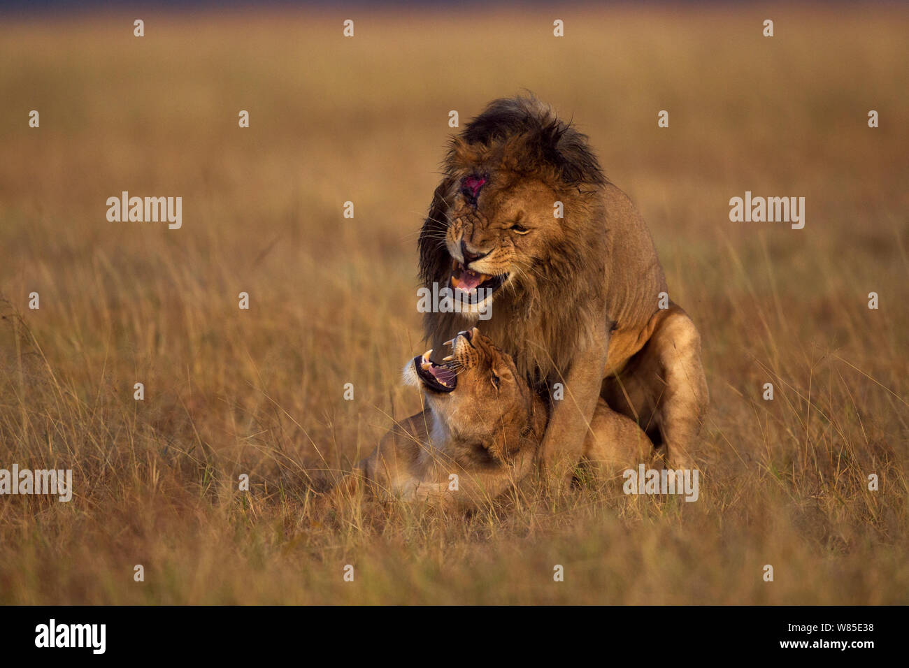 Lions mating hi-res stock photography and images - Alamy