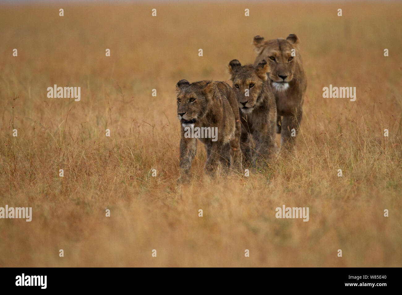 African Lioness (Panthera leo) walking with two cubs aged 1 year ...