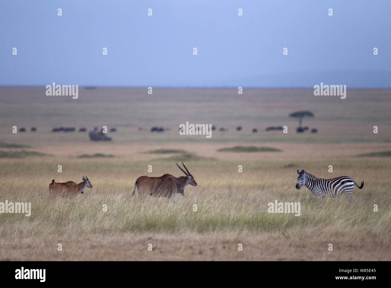 Common Eland (Tragelaphus oryx) female and calf walking with Common or Plains zebra (Equus quagga burchellii). Maasai Mara National Reserve, Kenya. Feb 2012. Stock Photo