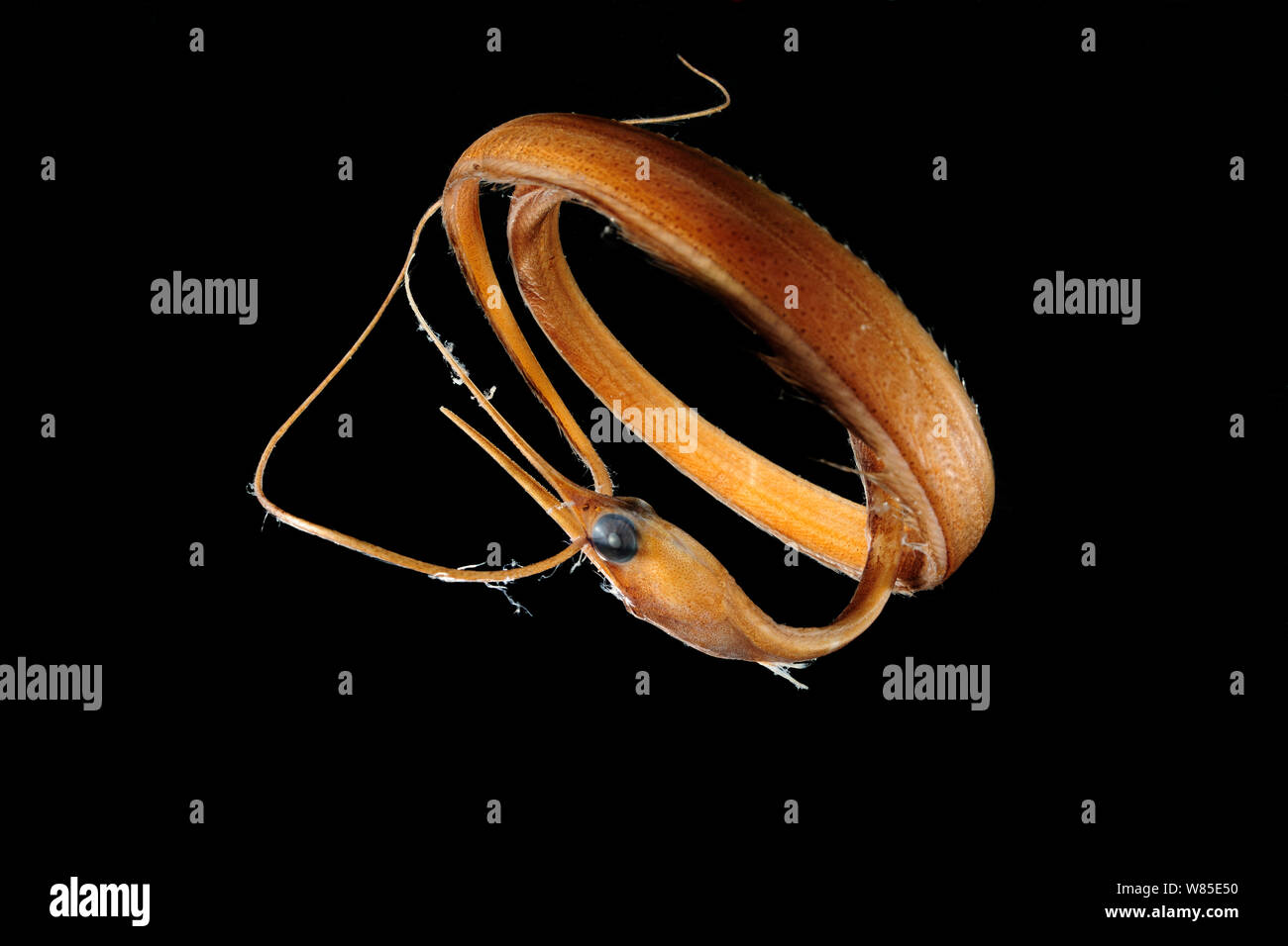 Slender snipe eel (Nemichthys scolopaceus) dead specimen, from deep sea. Stock Photo