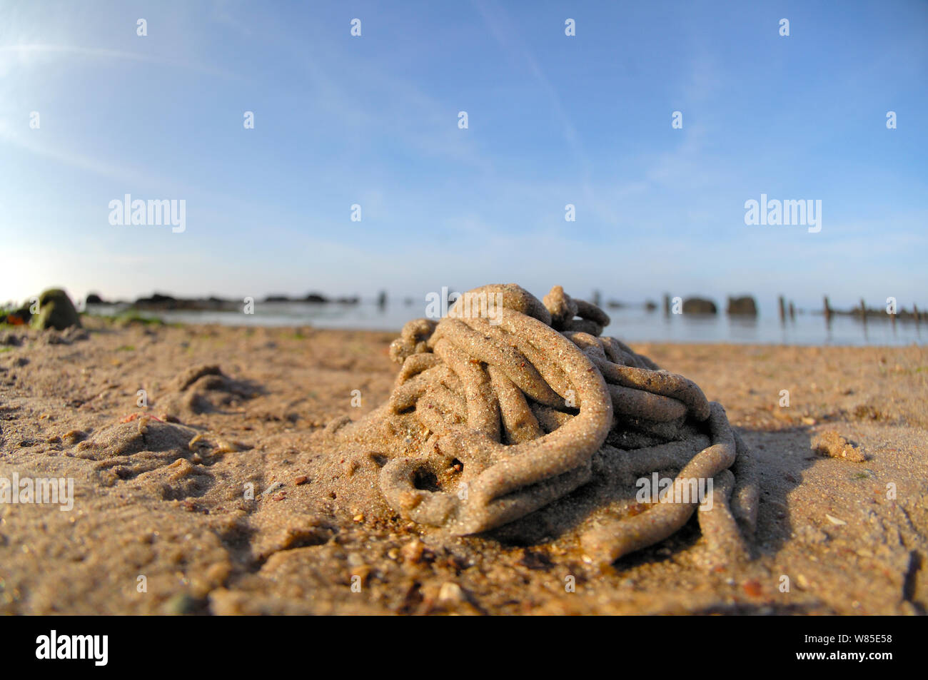 Lugworm (Arenicola marina) cast on beach, on beach of Wadden sea, Heligoland, Germany, June. Stock Photo