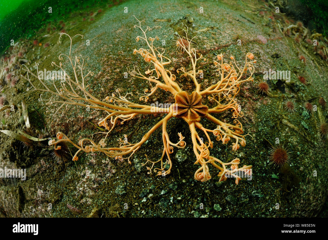 Chilean basket star (Gorgonocephalus chilensis) Comau Fjord, Chile ...