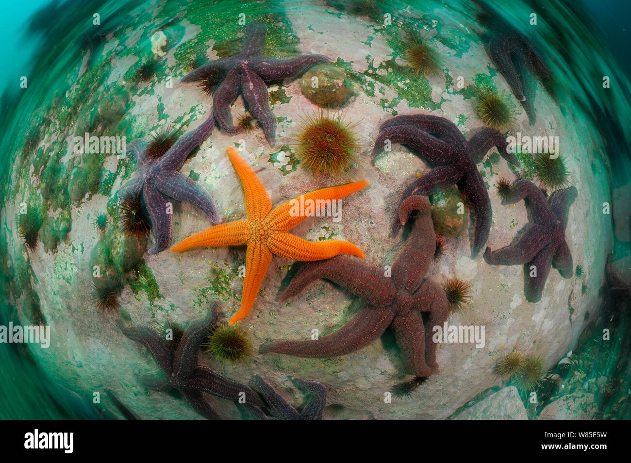 Sea stars including in the centre : Common light striated star (Stichaster striatus) surrounded by Common fjord starfish (Cosmasterias lurida), Comau Ford, Chile. Stock Photo