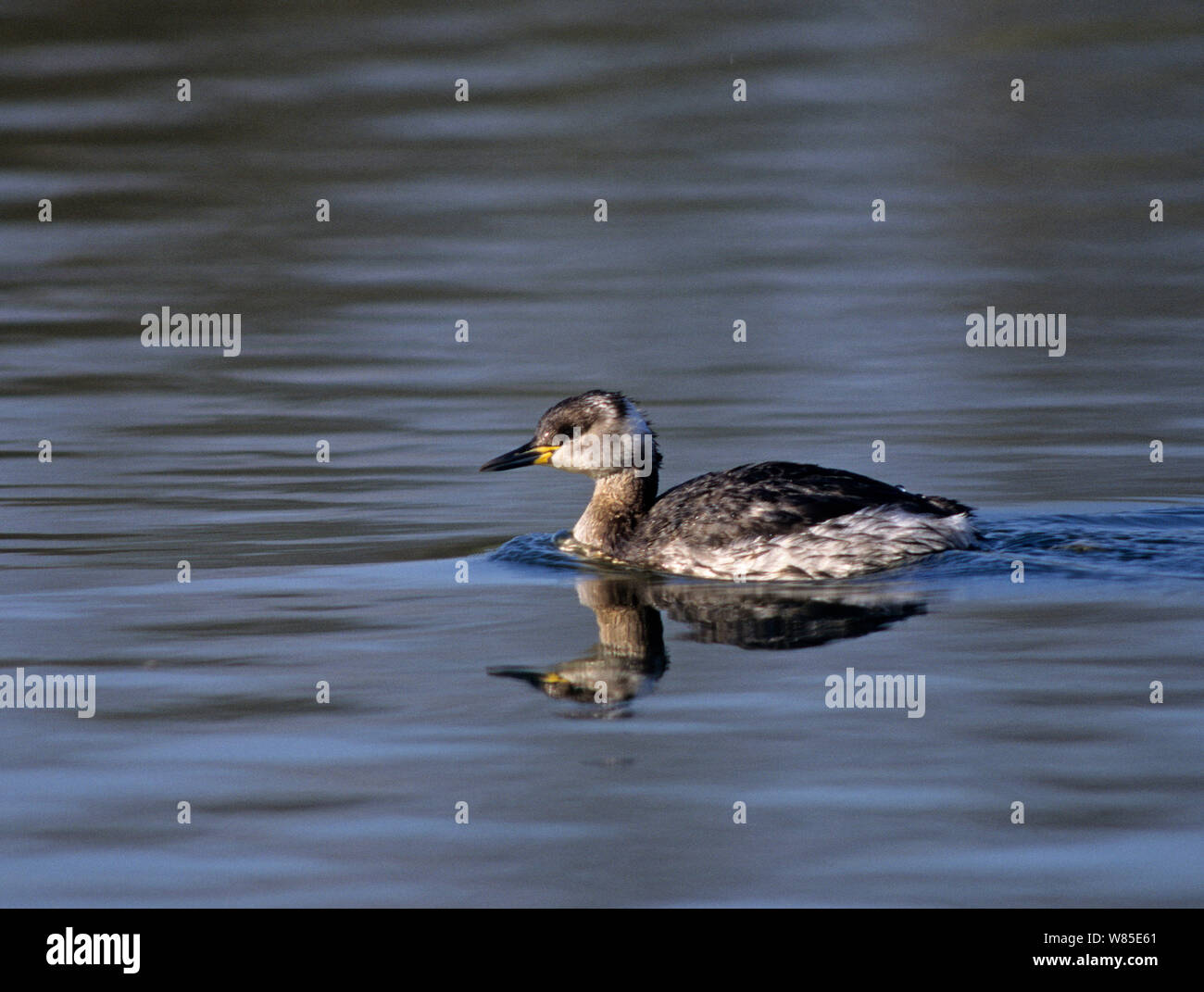 Red-necked Grebe (Podiceps grisegena) swimming in water filled gravel pit, Kent, England, UK. Winter Stock Photo