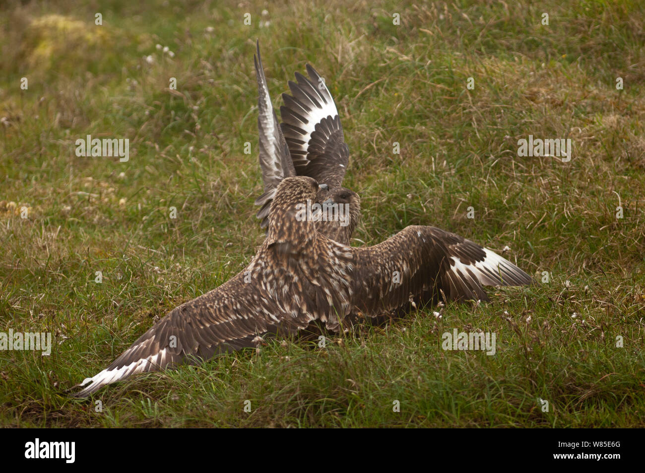 Great Skus (Stercorarius skua) fighting in territorial dispute Hermaness, Unst, Shetland, Scotland, UK. June. Stock Photo