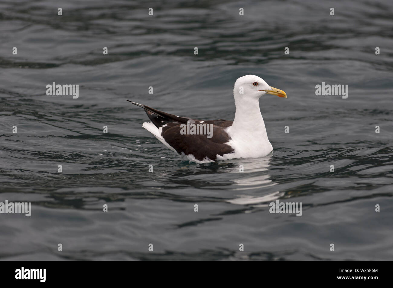 Lesser Black-backed Gull (Larus fuscus intermedius) bobbing on sea, Norway, July. Stock Photo