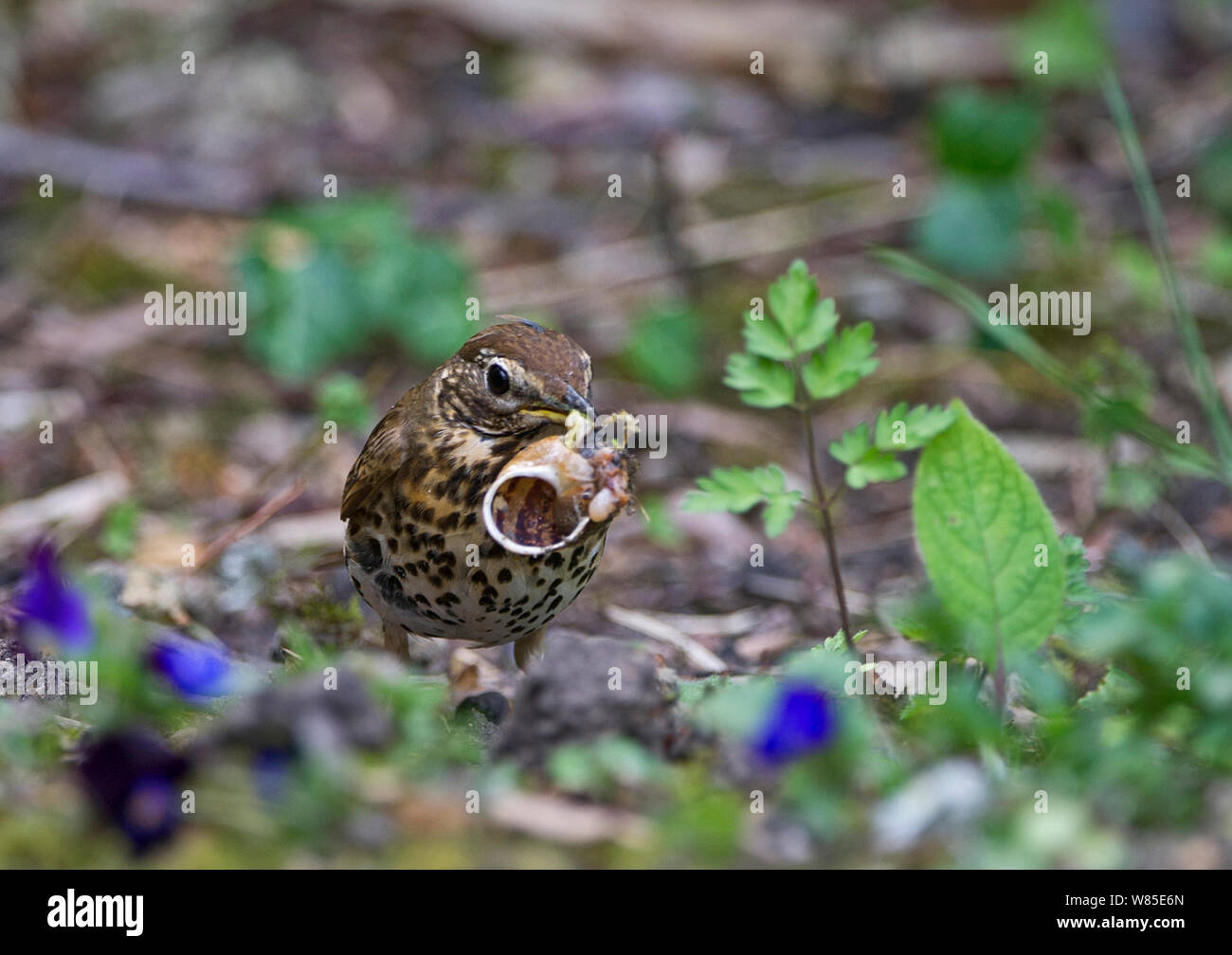 Song Thrush (Turdus philomelous) with snail in garden, Norfolk, England, UK, May. Stock Photo