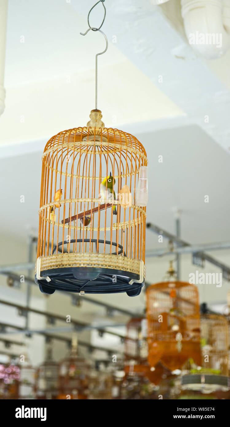 Oriental White-eyes (Zosterops palpebrosus) in cages, at regular bird keepers meeting in Singapore, July 2011. Stock Photo