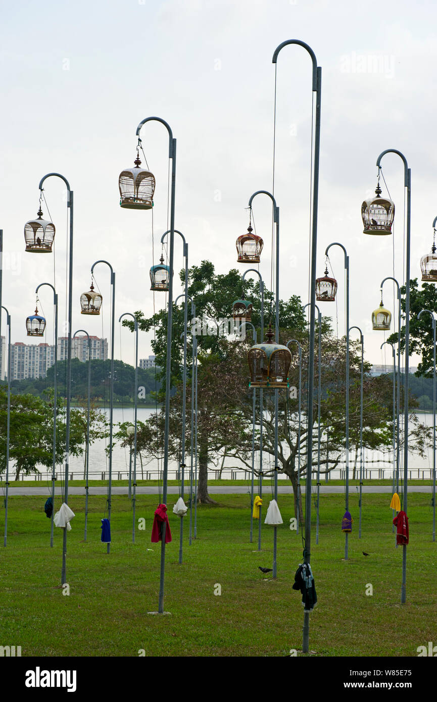 Cages of Peaceful Doves (Geopelia placida) on tall posts, Bedok Park, Singapore, July 2011. Stock Photo
