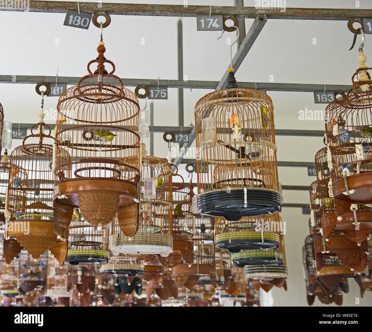 Oriental White-eyes (Zosterops palpebrosus) in cages, at regular bird keepers meeting in Singapore, July 2011. Stock Photo