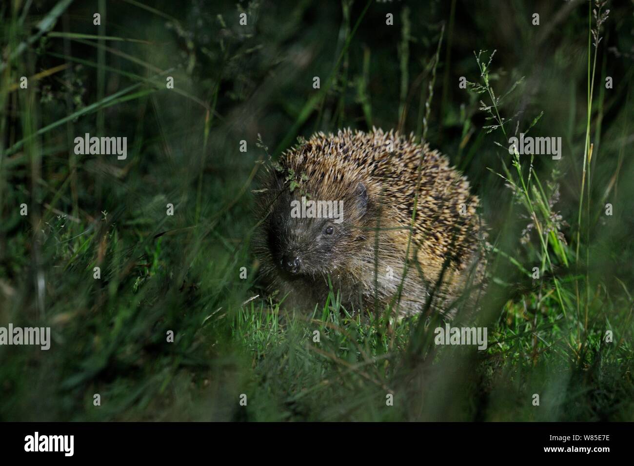 European hedgehog (Erinaceus europaeus) in garden, UK, November. Stock Photo