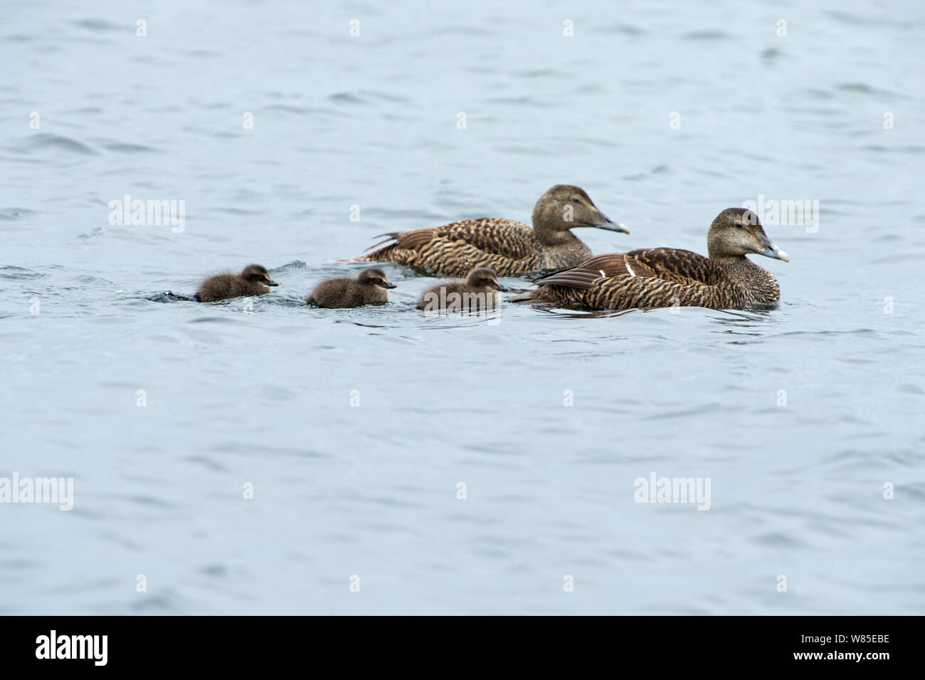 Eider duck  (Somateria mollissima) females with ducklings, Shetland, Scotland, England, UK, June. Stock Photo