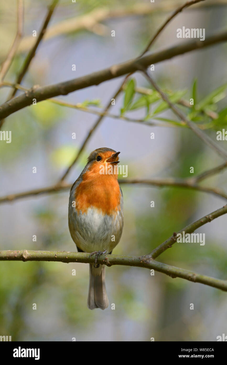 Robin (Erithacus rubecula) singing, Norfolk, England, UK, April. Stock Photo