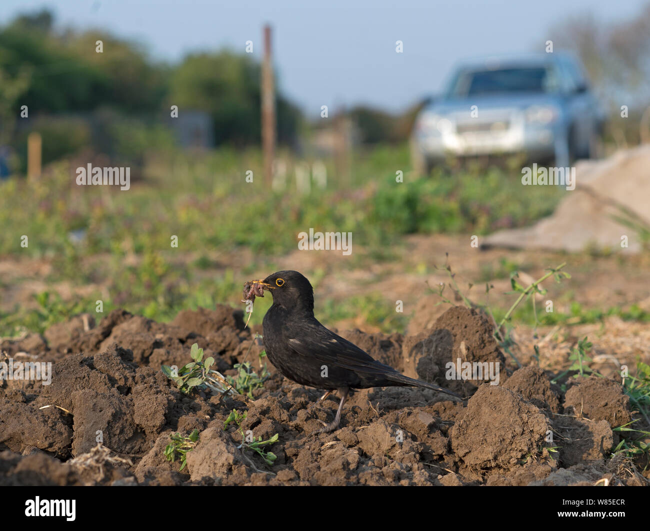 Blackbird Food Worm Worms Turdus Merula Garden High Resolution Stock Photography And Images Alamy