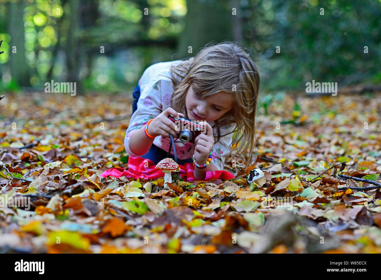 Young girl photographing a Fly Agaric (Amanita muscaria) in woodland in autumn, Norfolk, England, UK. Model released. Stock Photo