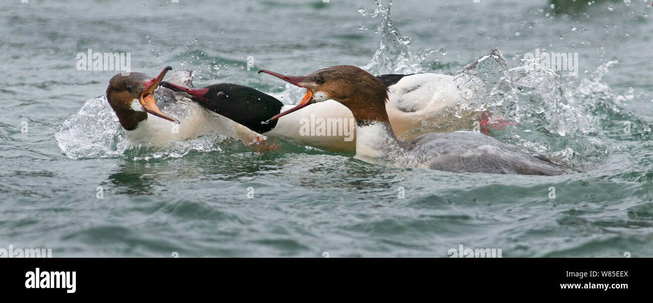 Goosander (Mergus merganser) male and females fighting over food, Lake Geneva, Switzerland, March. Stock Photo