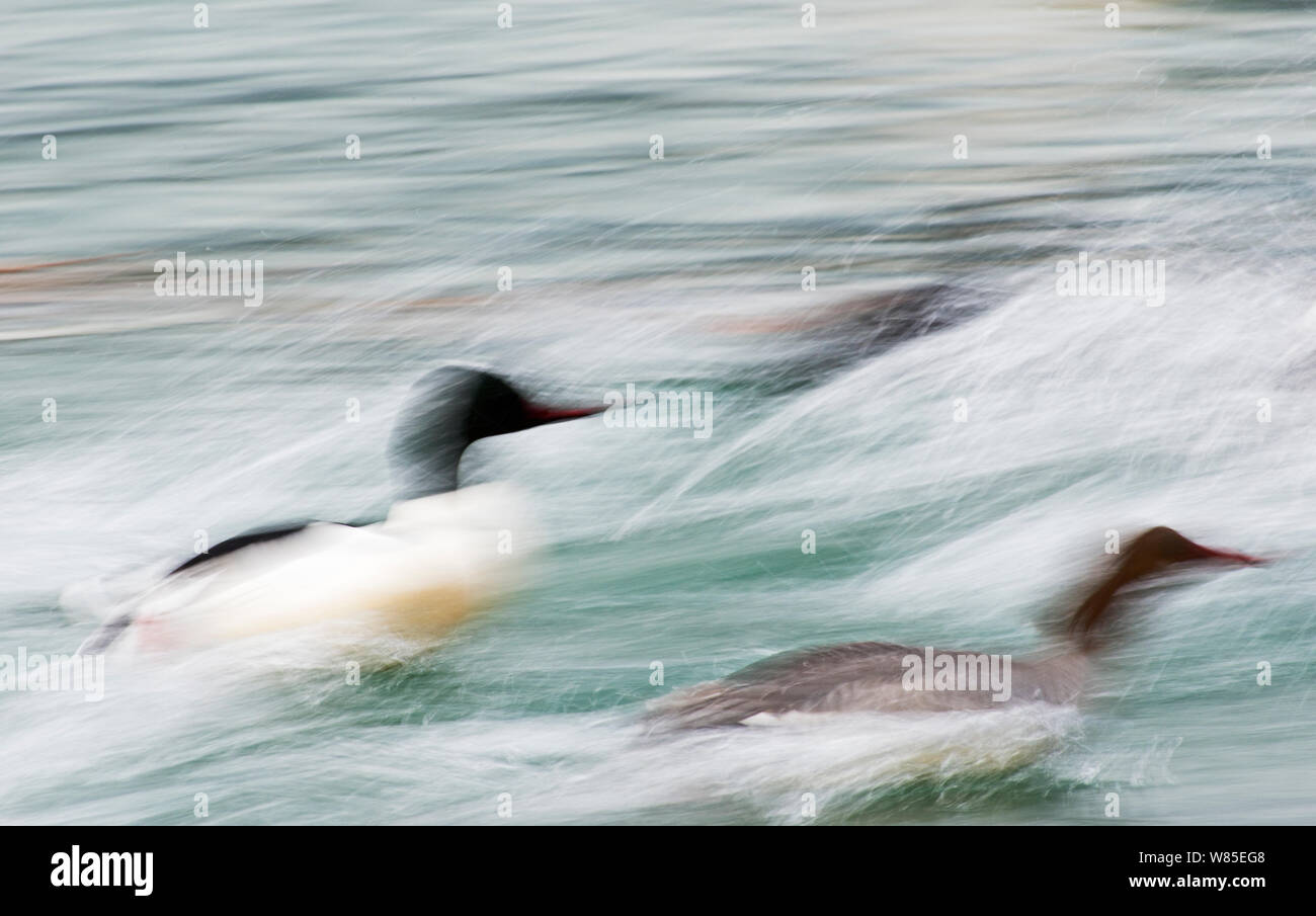 Goosander (Mergus merganser) male and female taking off, blurred motion, Lake Geneva, Switzerland, March. Stock Photo