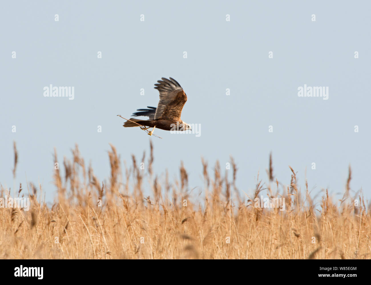 Marsh Harrier (Circus aeruginosus) in flight, female carrying nest material Cley Marshes Reserve, Norfolk, England, UK, March. Stock Photo