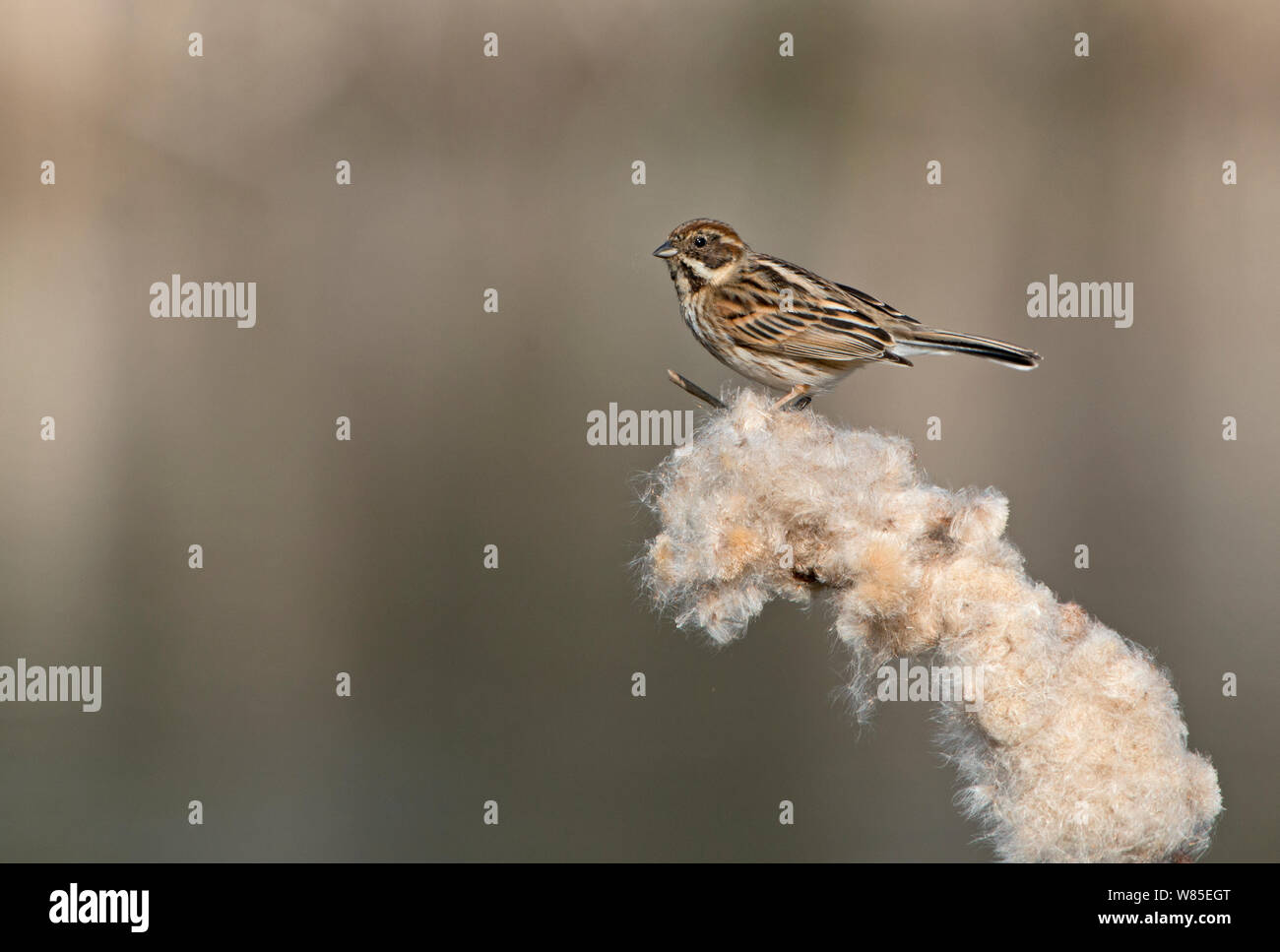 Reed Bunting (Emberiza schoeniclus) female on Reed mace seed head, Cley Marshes Reserve, Norfolk, England, UK. March Stock Photo