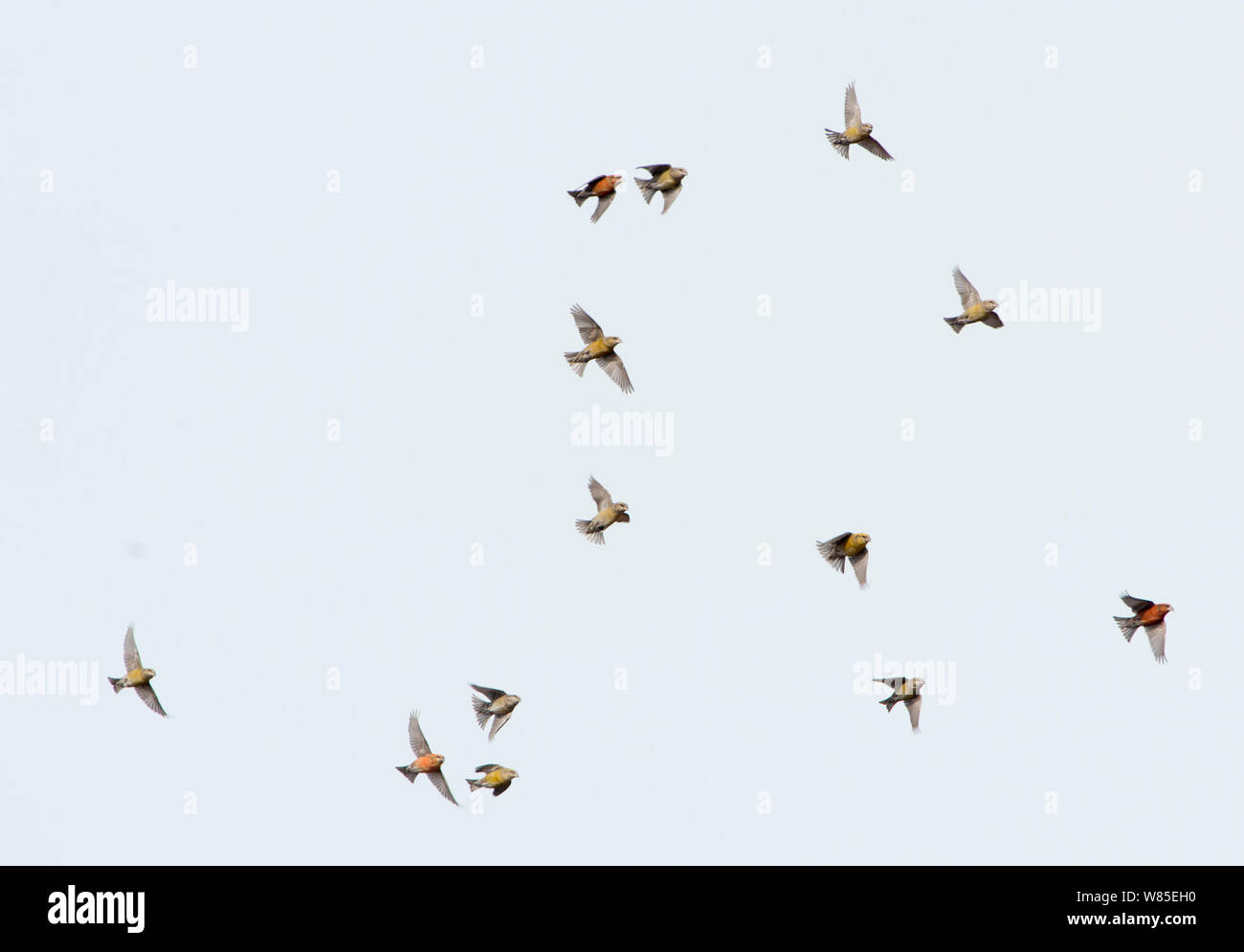 Common Crossbills (Loxia curvirostra) in flight, Holt, Norfolk, England, UK. March. Stock Photo