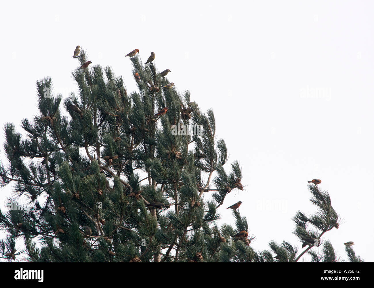 Common Crossbills (Loxia curvirostra) perched in conifer tree, Holt, Norfolk, England, UK. March. Stock Photo