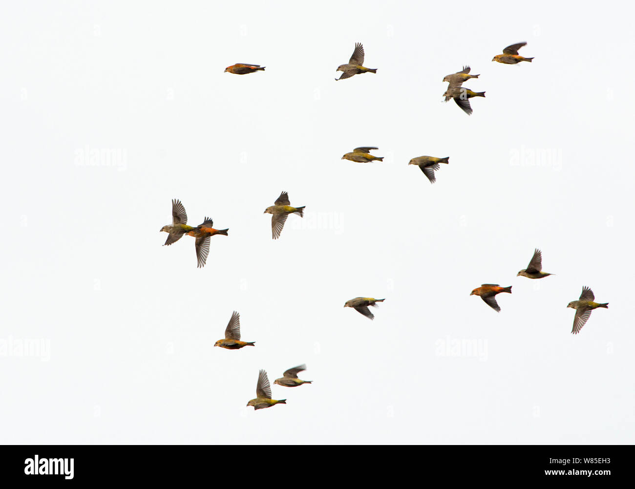 Common Crossbills (Loxia curvirostra) in flight, Holt, Norfolk, England, UK. March. Stock Photo