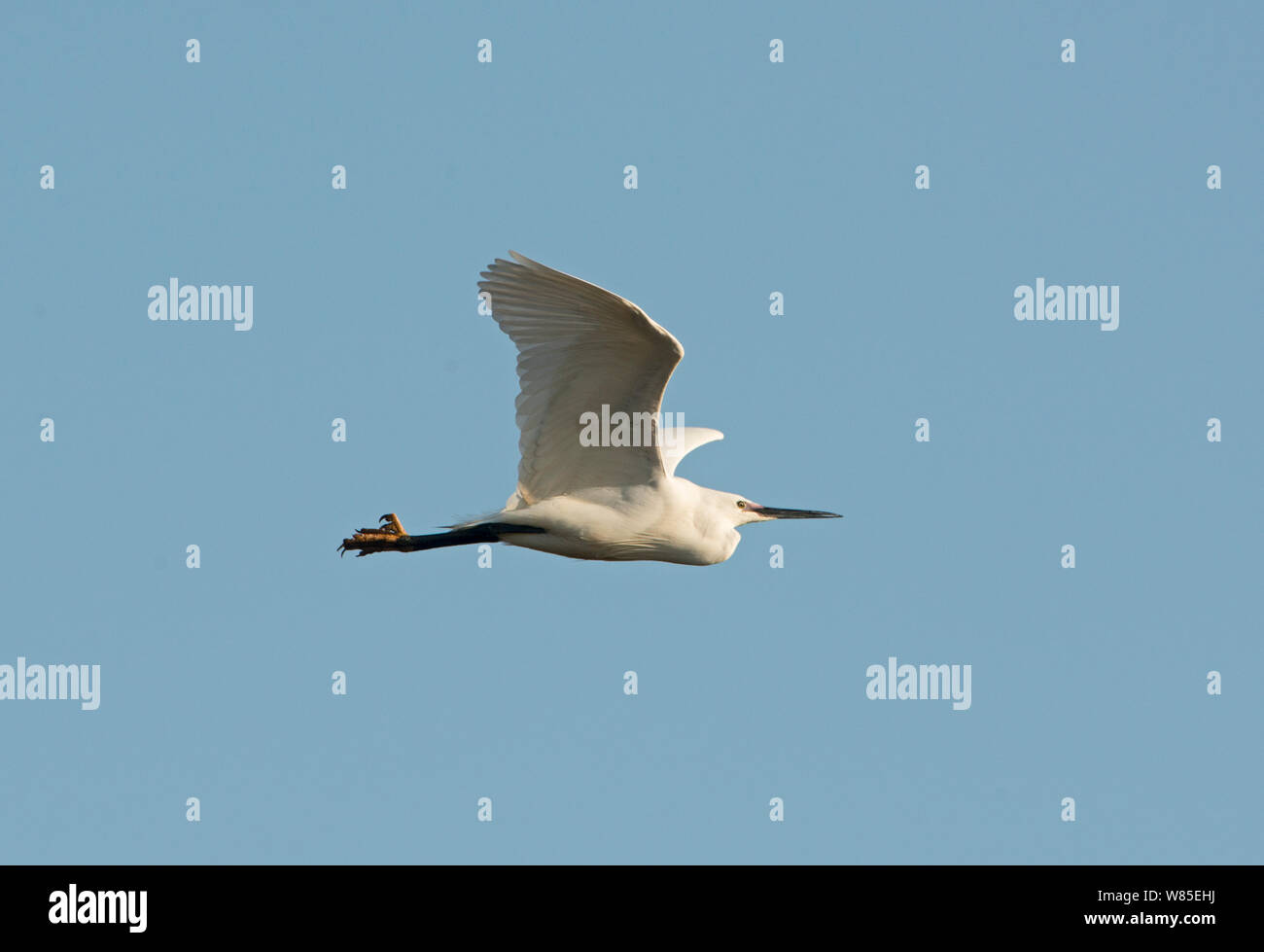 Little Egret (Egretta garzetta) in flight, Cley Marshes Reserve, Norfolk, England, UK, March. Stock Photo