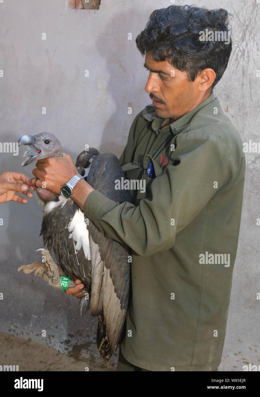Vulture conservation breeding centre hi-res stock photography and ...