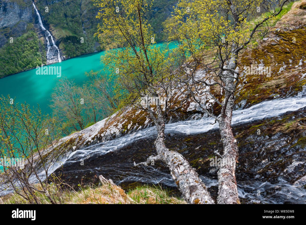 A branch of the Seven Sisters (Dei Sju Systrene, De Syv Sostre ...