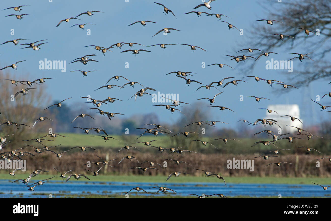 European golden plover (Pluvialis apricaria) flock in flight ...