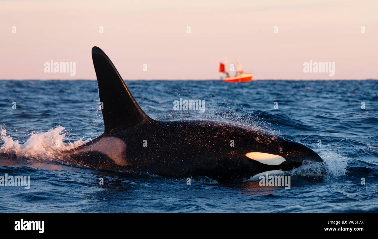 Killer whale / orca (Orcinus orca) male surfacing, local fishing boat in background. Andfjorden, close to Andoya, Nordland, Norway, January. Stock Photo
