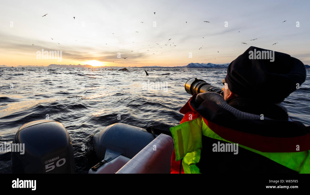 Killer whale image hi-res stock photography and images - Alamy