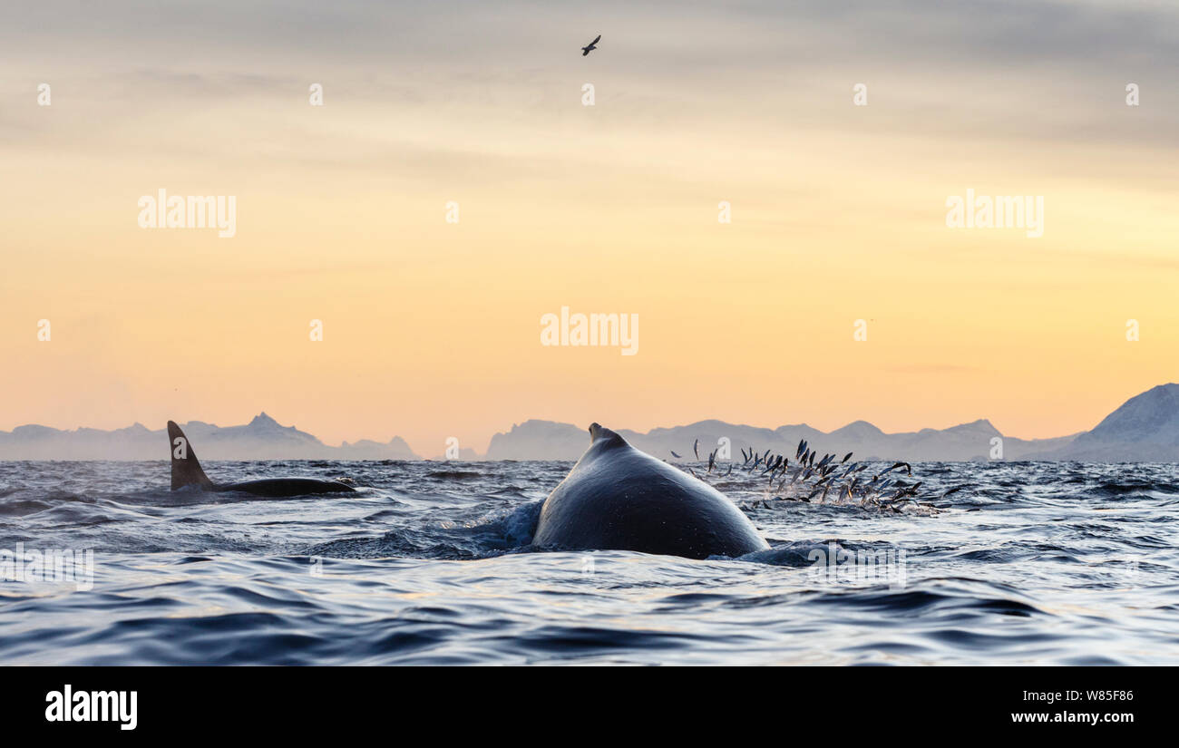 Humpback whales (Megaptera novaeangliae) and killer whales / orcas (Orcinus orca) feeding on herring (Clupea harengus). Andfjorden, close to Andoya, Nordland, Northern Norway. January. Stock Photo