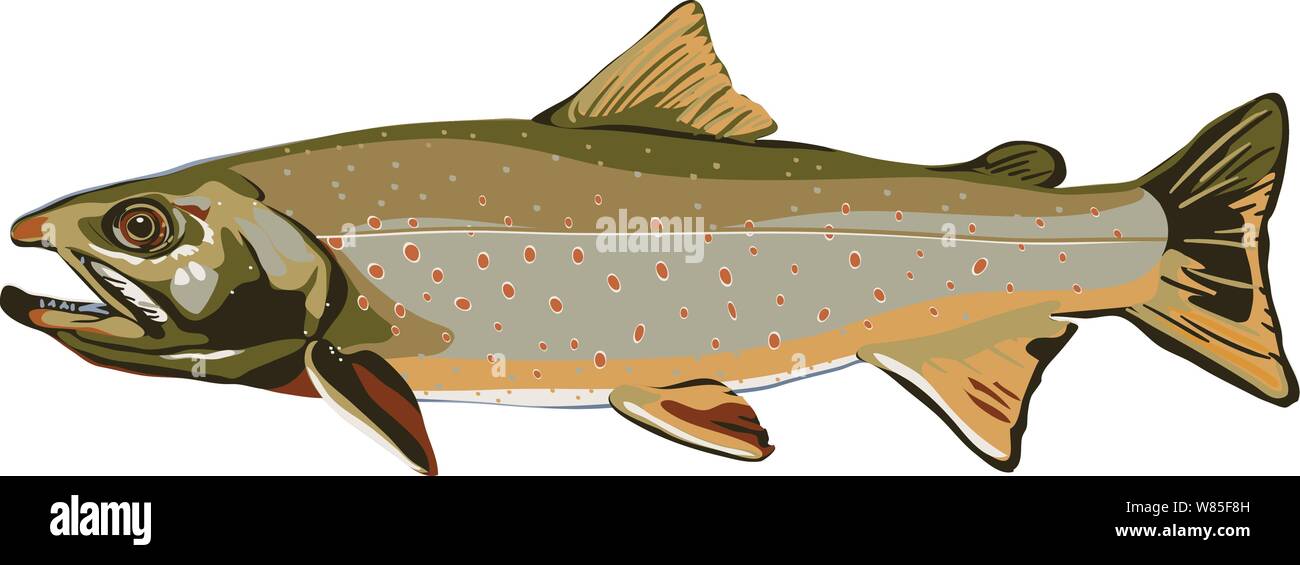 Dolly varden fish A trout found in lakes & rivers in north america with open mouth & several fins Stock Vector