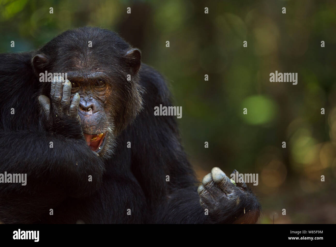 Eastern chimpanzee (Pan troglodytes schweinfurtheii) alpha male &#39;Ferdinand&#39; aged 19 years licking an injury on his foot. Gombe National Park, Tanzania. Stock Photo