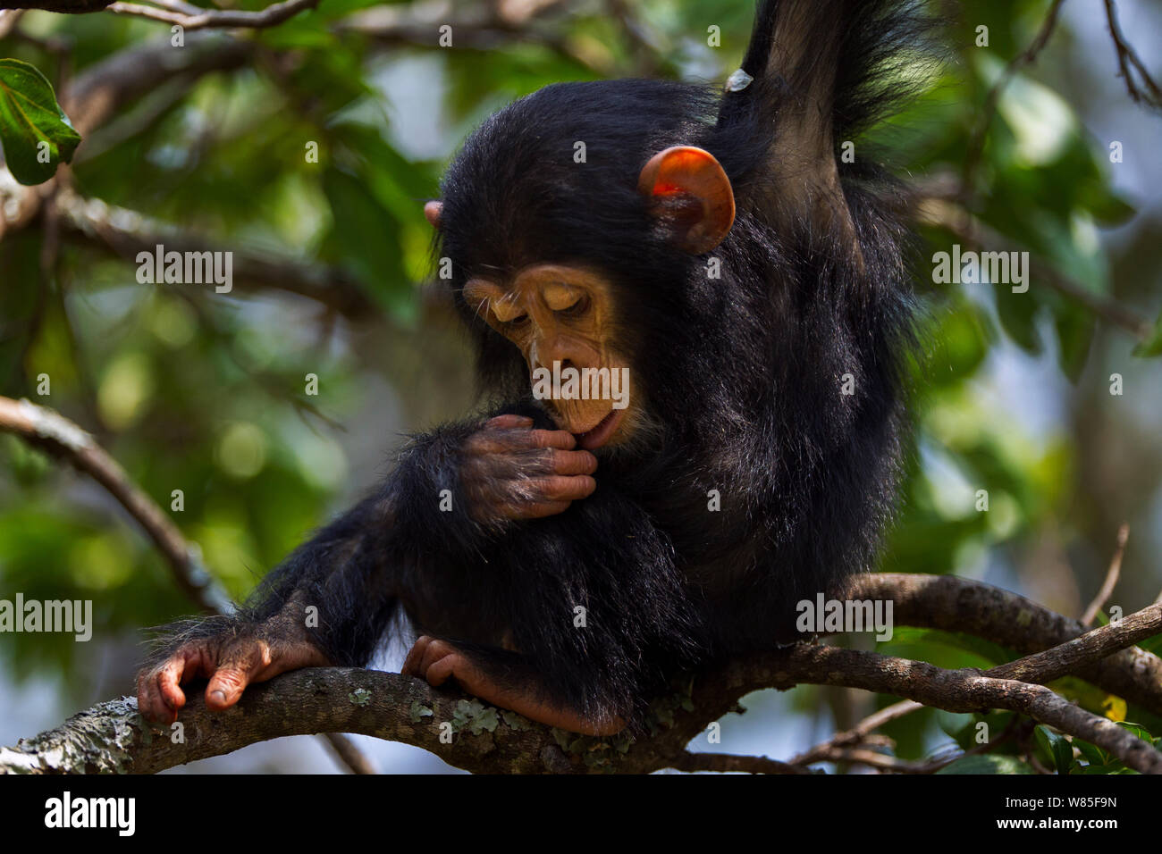 Baby Chimpanzees In Trees