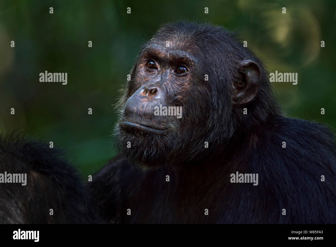 Eastern chimpanzee (Pan troglodytes schweinfurtheii) alpha male &#39;Ferdinand&#39; aged 19 years portrait. Gombe National Park, Tanzania. Stock Photo