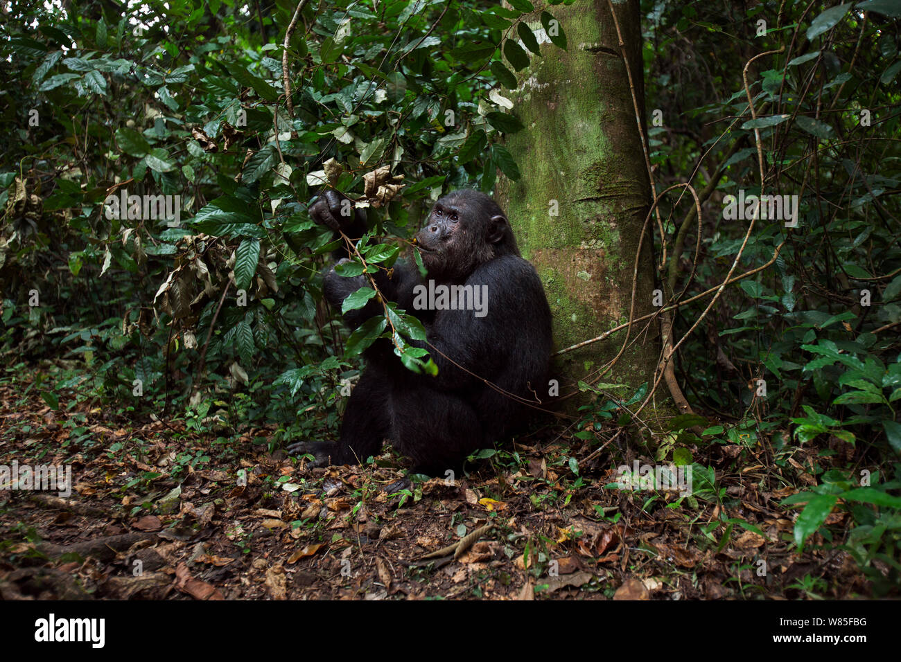Eastern chimpanzee (Pan troglodytes schweinfurtheii) alpha male &#39;Ferdinand&#39; aged 19 years feeding on berries. Gombe National Park, Tanzania. Stock Photo