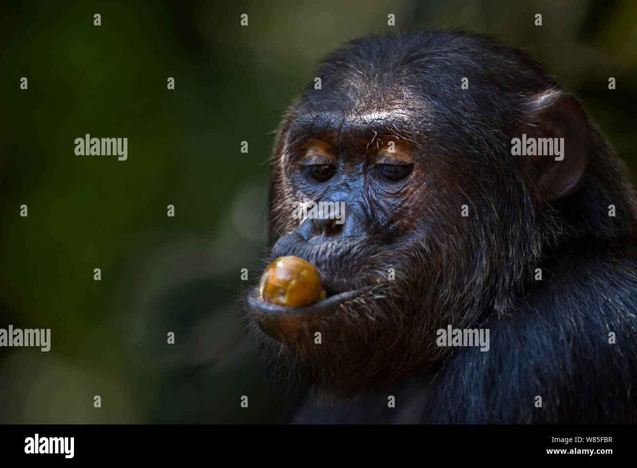 Eastern chimpanzee (Pan troglodytes schweinfurtheii) alpha male &#39;Ferdinand&#39; aged 19 years feeding on fruit. Gombe National Park, Tanzania. Stock Photo