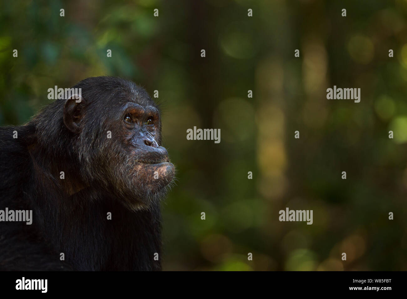 Eastern chimpanzee (Pan troglodytes schweinfurtheii) alpha male &#39;Ferdinand&#39; aged 19 years sitting  feeding on a wodge of Mbula fruit - portrait. Gombe National Park, Tanzania. Stock Photo