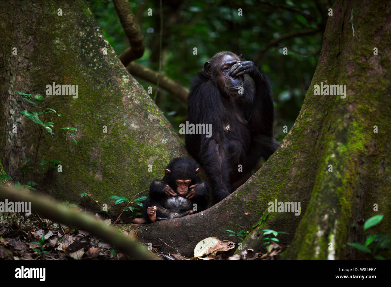 Eastern chimpanzee (Pan troglodytes schweinfurtheii) female &#39;Gremlin&#39; aged 40 years with her infant son &#39;Gizmo&#39; aged 1-2 years sitting between two trees. Gombe National Park, Tanzania. Stock Photo