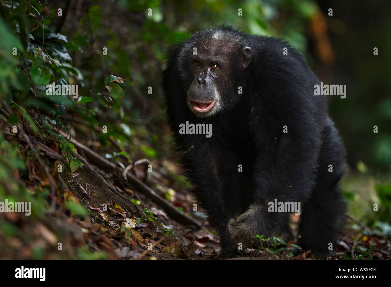 Eastern chimpanzee (Pan troglodytes schweinfurtheii) male &#39;Apollo&#39; aged 32 years displaying. Gombe National Park, Tanzania. Stock Photo
