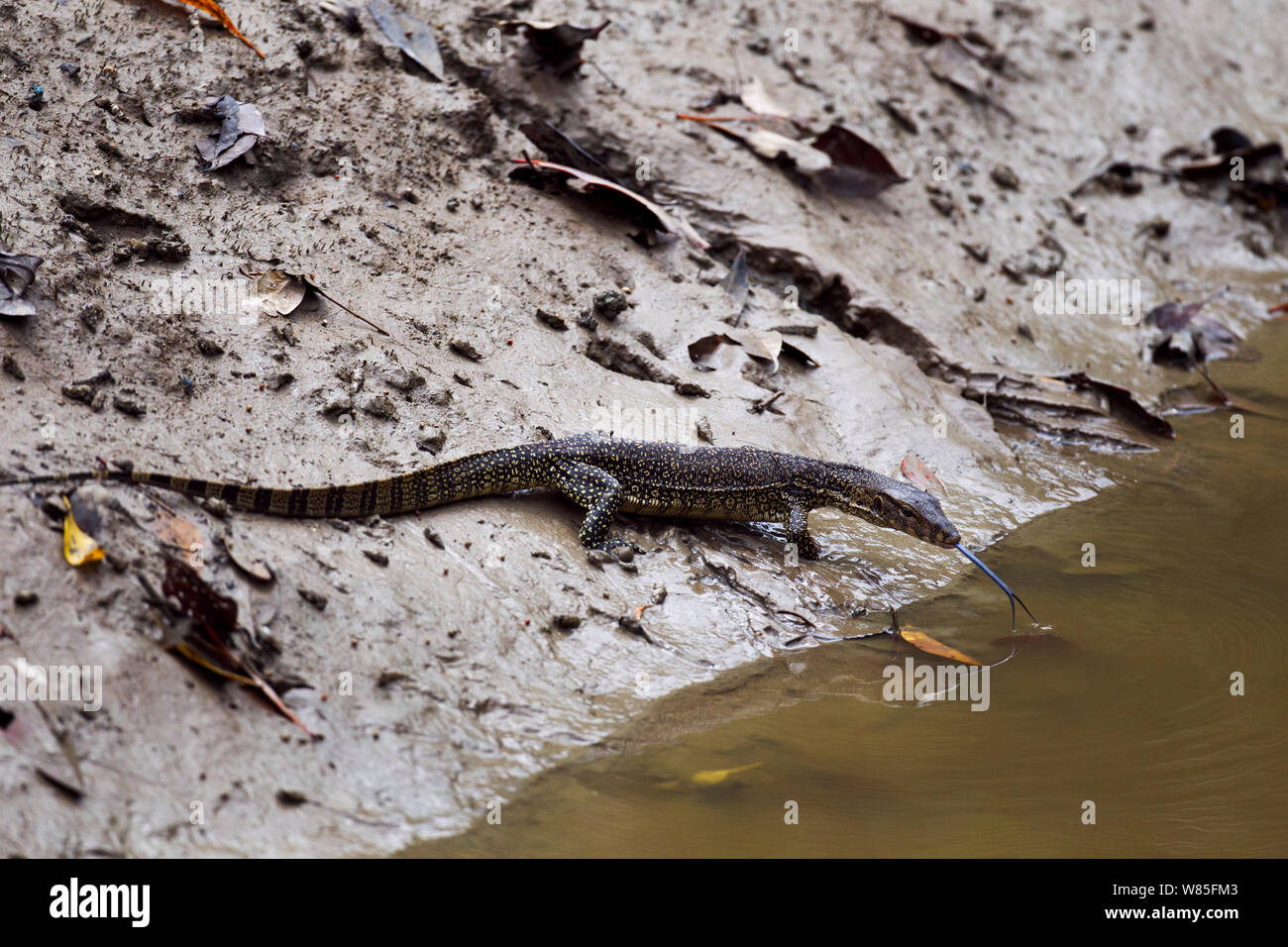 Water monitor lizard juvenile (Varanus salvator). Bako National Park, Sarawak, Borneo, Malaysia. Stock Photo