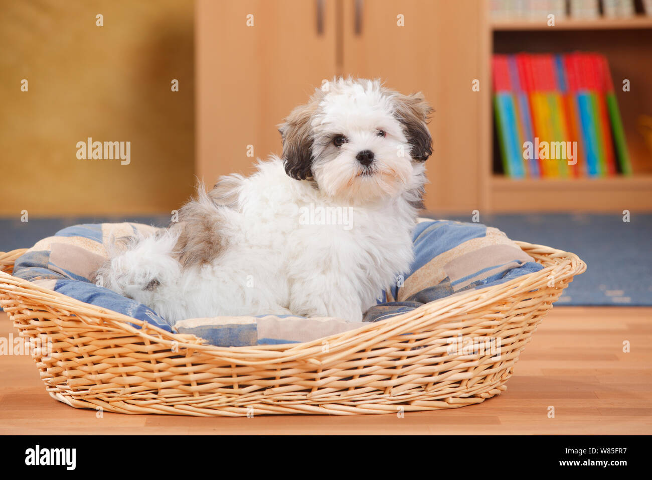 Shih Tzu Cross breed puppy age 3 months, in dog basket Stock Photo Alamy