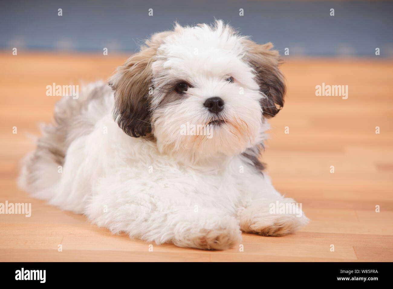 Shih Tzu Cross Breed Puppy Age 3 Months Resting Stock Photo Alamy