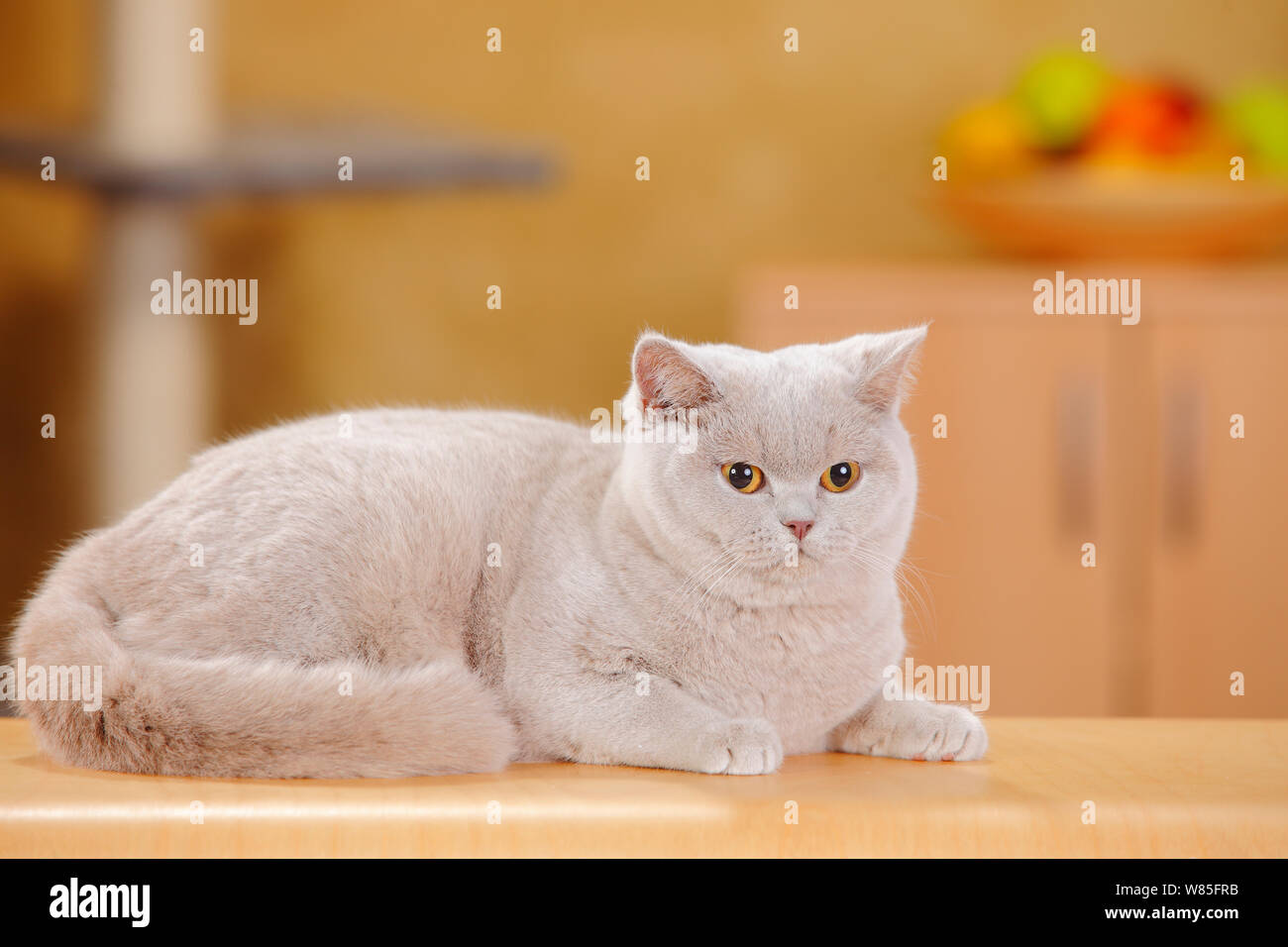 British Shorthair Cat, fawn female resting on table. Stock Photo